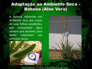 Adaptação ao Ambiente Seco - Babosa (Aloe Vera)A babosa sobrevive em ambiente seco por causa de suas folhas suculentas, que armazenam água sempre que possível, para poder sobreviver aos períodos secos.Fotos: Alex (Autor); R. Dr. Pinto Ferraz, São Bernardo (Local), 29/08 (data) 