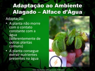 Adaptação:A planta não morre com o contato constante com a água (diferentemente de outras plantas comuns)A planta consegue extrair nutrientes presentes na águaAdaptação ao Ambiente Alagado – Alface d’ÁguaFotos: Alex (Autor); Unicamp (Local), 27/08 (data) 