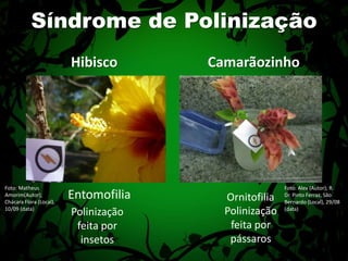Síndrome de PolinizaçãoHibiscoCamarãozinhoFoto: Matheus Amorim(Autor); Chácara Flora (Local), 10/09 (data) Foto: Alex (Autor); R. Dr. Pinto Ferraz, São Bernardo (Local), 29/08 (data) EntomofiliaOrnitofiliaPolinização feita por pássarosPolinização feita por insetos