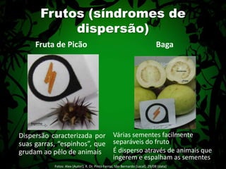 Frutos (síndromes de dispersão)Fruta de PicãoBaga	Dispersão caracterizada por suas garras, “espinhos”, que grudam ao pêlo de animais	Várias sementes facilmente separáveis do fruto	É disperso através de animais que ingerem e espalham as sementesFotos: Alex (Autor); R. Dr. Pinto Ferraz, São Bernardo (Local), 29/08 (data) 