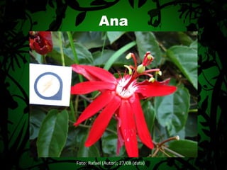 AnaFoto: Rafael (Autor); 27/08 (data)