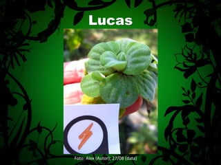 LucasFoto: Alex (Autor); 27/08 (data)