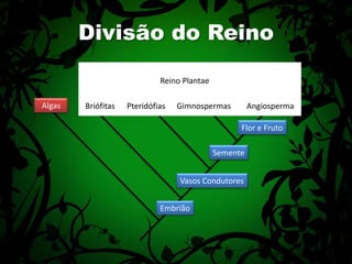 Divisão do ReinoReino PlantaeAlgasBriófitasPteridófiasGimnospermasAngiospermaFlor e FrutoSementeVasos CondutoresEmbrião
