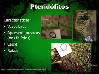 PteridófitosCaracteristicas:VascularesApresentam soros (nos folíolos)CauleRaízesSorosRaízesFotos: Luciane (Autora); Residência da mesma (Local), 11/09 (data) 
