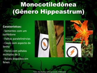 Monocotiledônea(Gênero Hippeastrum)Características:- Sementes com um cotilédone- Folhas paralelinérvias- Caule com aspecto de lenha- Flores com pétalas múltiplas de 3- Raízes dispostas em feixesFotos: Alex (Autor); Unicamp (Local), 27/08 (data) 