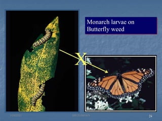 24
X
Monarch larvae on
Butterfly weed
1/29/2021 24
SRI SUMIYATI
 