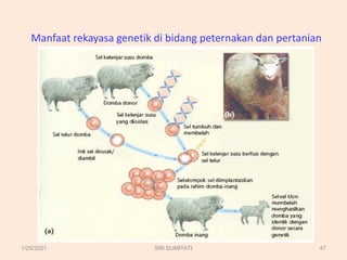 Manfaat rekayasa genetik di bidang peternakan dan pertanian
1/29/2021 47
SRI SUMIYATI
 