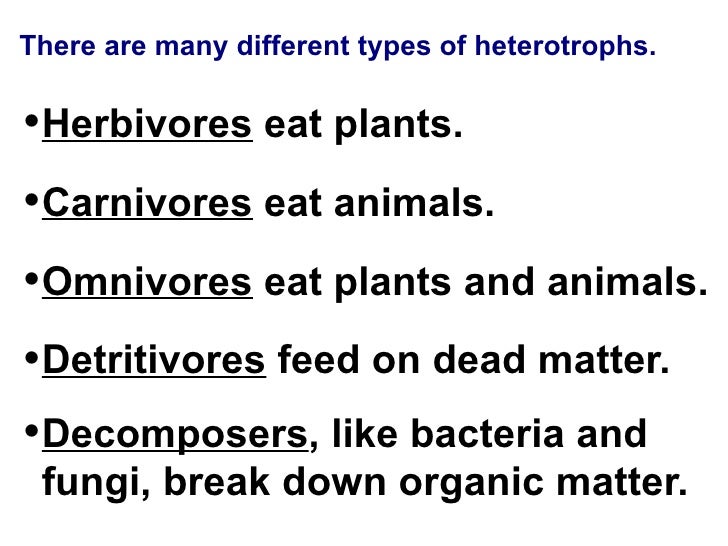 Chapter 3 & 5 Lecture Ecology & Population Growth