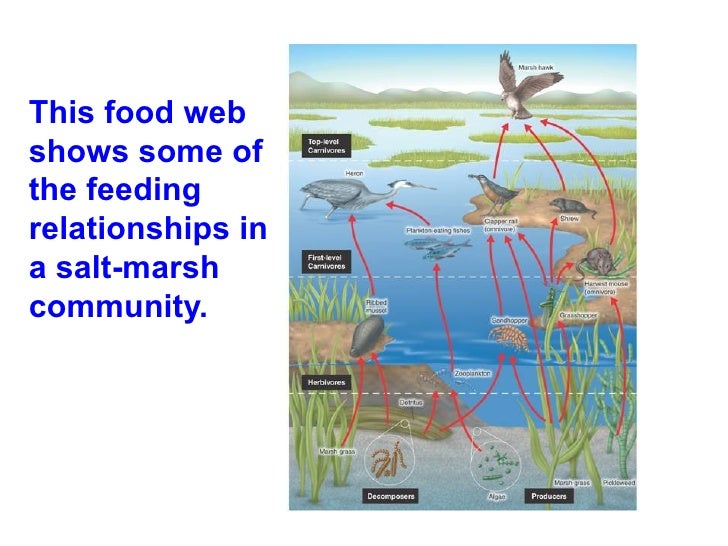 Marsh Free Food Marsh Free Food
