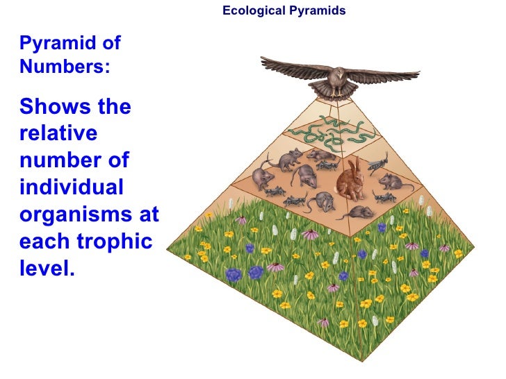 Chapter 3 & 5 Lecture- Ecology & Population Growth
