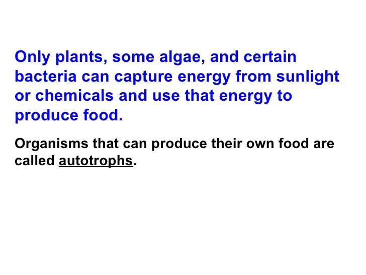 Can Plants And Algae And Bacteria Make Their Own Food Can Plants And Algae And Bacteria Make Their Own Food