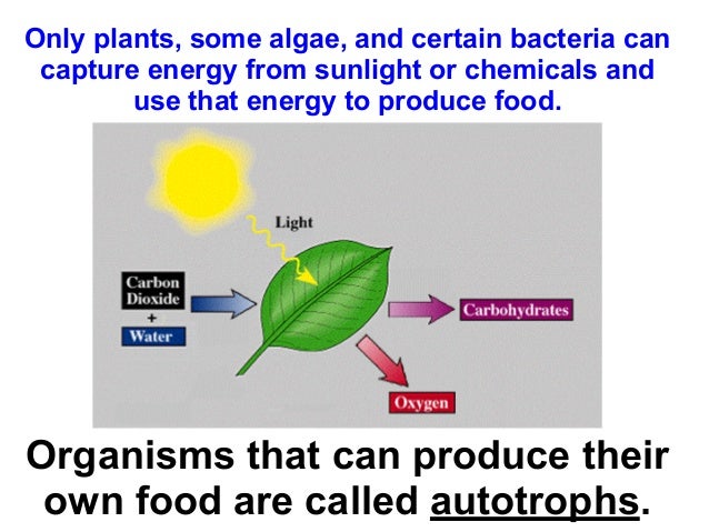 How Can Organisms Produce Food Without Sunlight How Can Organisms Produce Food Without Sunlight