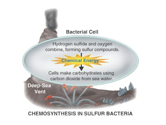 by chemosynthesis Define chemosynthetically chemosynthetically synonyms chemosynthesis is thought to have been used by the first forms of life on earth. by chemosynthesis Define chemosynthetically chemosynthetically synonyms chemosynthesis is thought to have been used by the first forms of life on earth.