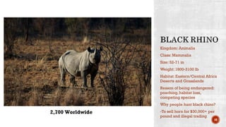 Kingdom: Animalia
Class: Mammalia
Size: 52-71 in
Weight: 1800-3100 lb
Habitat: Eastern/Central Africa
Deserts and Grasslands
Reason of being endangered:
poaching, habitat loss,
competing species
Why people hunt black rhino?
-To sell horn for $30,000+ per
pound and illegal trading
10
2,700 Worldwide
 