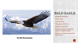 Kingdom: Animalia
Class: Aves
Size: 28-40 in
Wingspan: 5.8-7.5 ft
Weight: 6.6-13.9 lb
Habitat: prairies, meadows,
tundra, or open forests
Reason of being endangered:
habitat loss
4
90,000 Worldwide
 
