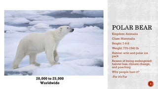 Kingdom: Animalia
Class: Mammalia
Height: 7-9 ft
Weight: 770-1540 lb
Habitat: artic and polar ice
pack
Reason of being endangered:
habitat loss, climate change,
and poaching
Why people hunt it?
-For it’s Fur
5
20,000 to 25,000
Worldwide
 