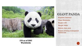 Kingdom: Animalia
Class: Mammalia
Height: 4-6ft
Weight: 350lb
Habitat: Asia, zoos
Reason of being endangered:
habitat loss
7
276 as of 2007
Worldwide
 