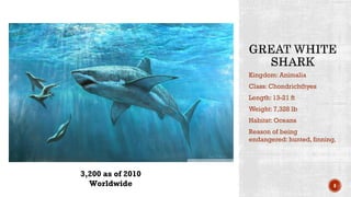 Kingdom: Animalia
Class: Chondrichthyes
Length: 13-21 ft
Weight: 7,328 lb
Habitat: Oceans
Reason of being
endangered: hunted, finning,
8
3,200 as of 2010
Worldwide
 