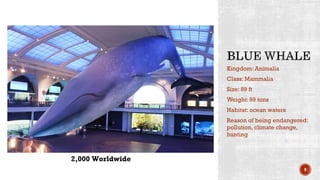 Kingdom: Animalia
Class: Mammalia
Size: 89 ft
Weight: 99 tons
Habitat: ocean waters
Reason of being endangered:
pollution, climate change,
hunting
9
2,000 Worldwide
 