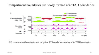 spatio-temporal developmental dynamics of chromosome organization | PPTX