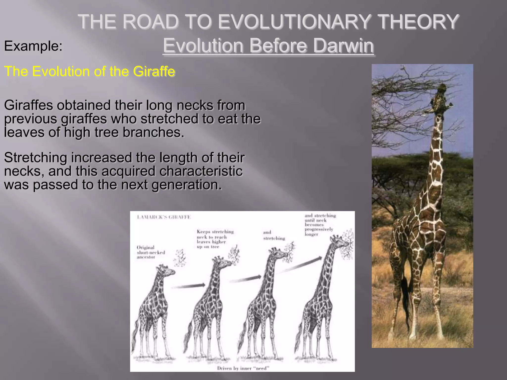 THE ROAD TO EVOLUTIONARY THEORY
Example:           Evolution Before Darwin
The Evolution of the Giraffe

Giraffes obtained their long necks from
previous giraffes who stretched to eat the
leaves of high tree branches.
Stretching increased the length of their
necks, and this acquired characteristic
was passed to the next generation.
 