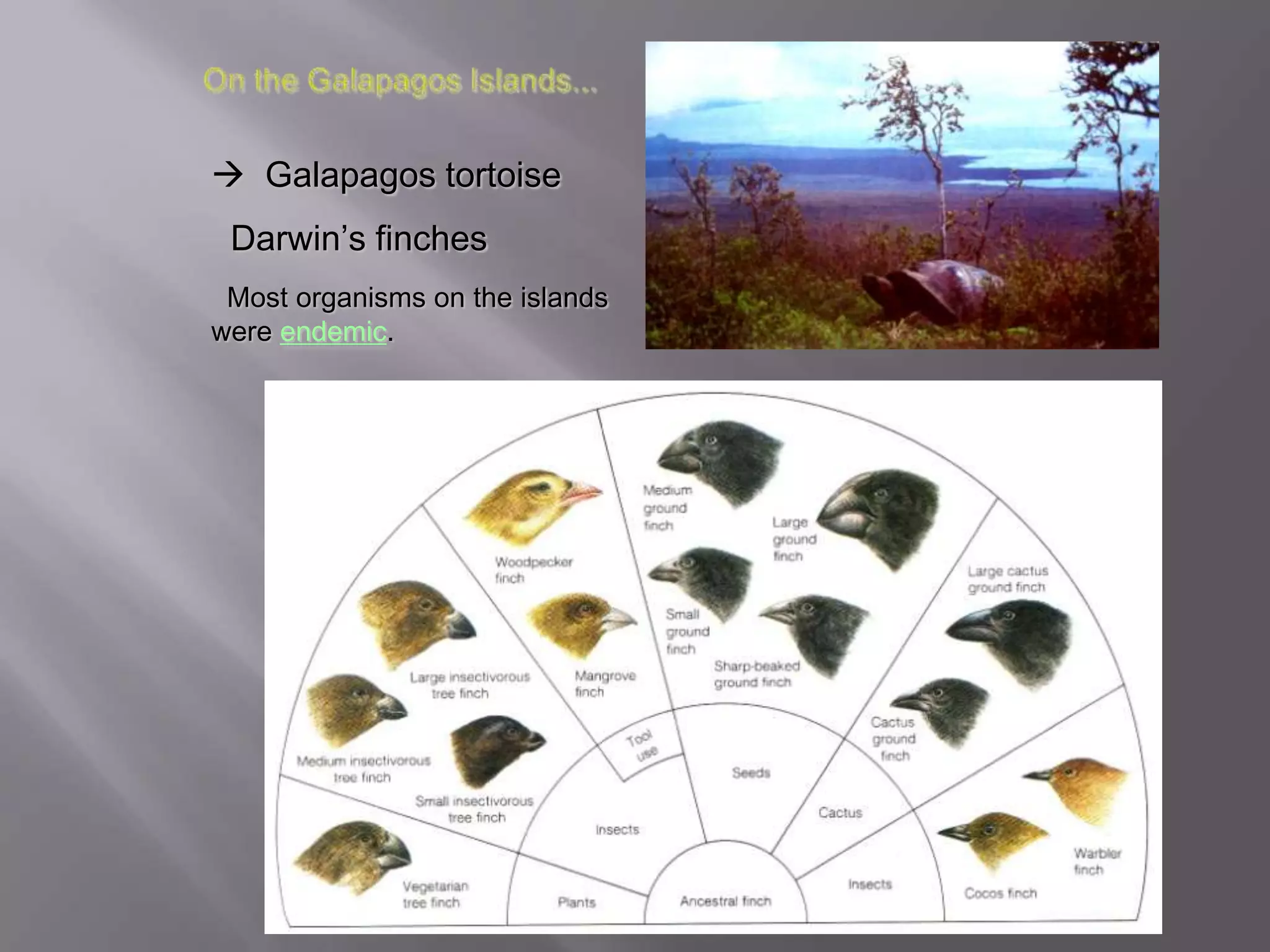  Galapagos tortoise
 Darwin’s finches
 Most organisms on the islands
were endemic.
 