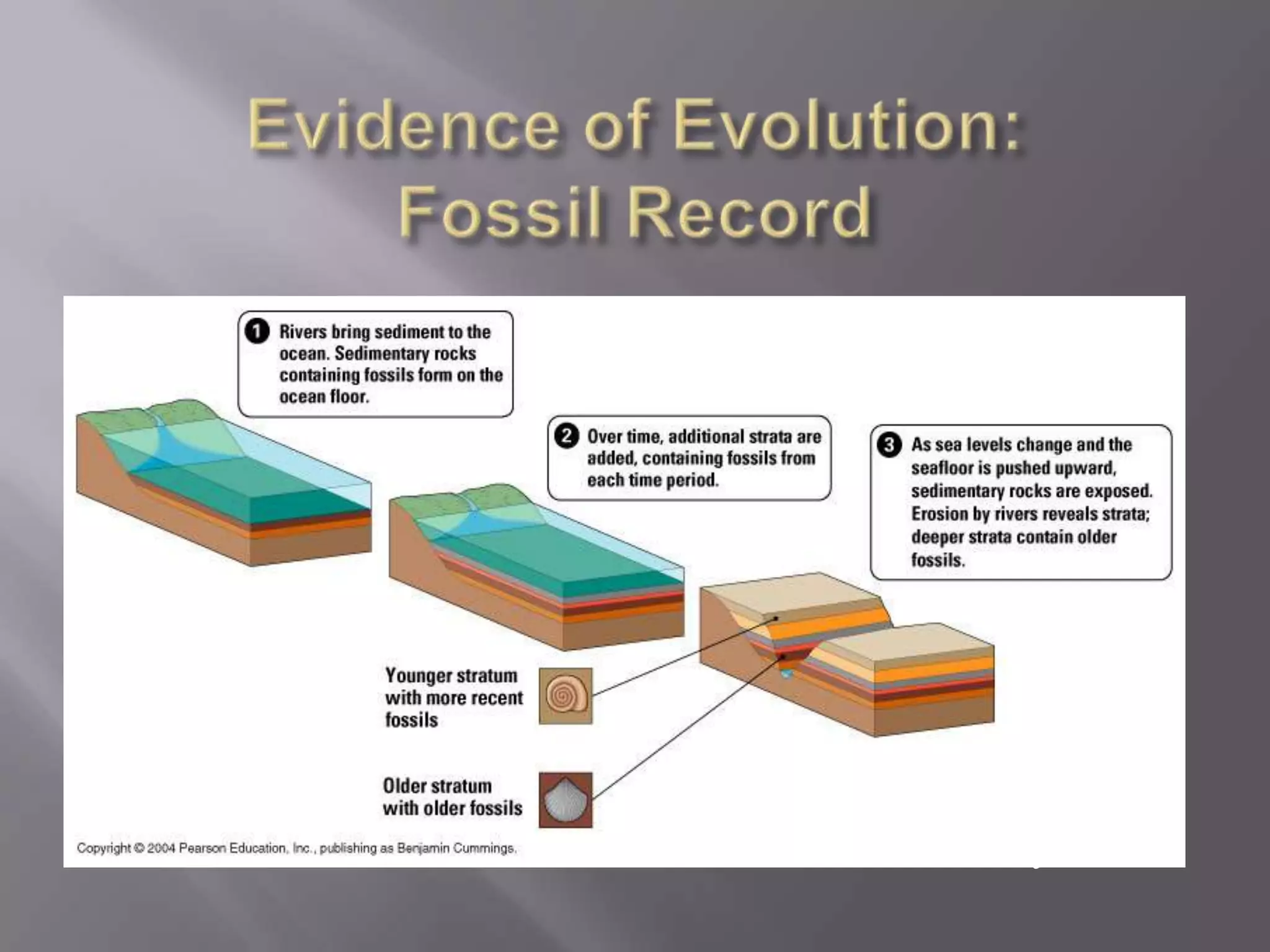 Fossils chronologically
ordered in rock layers
 