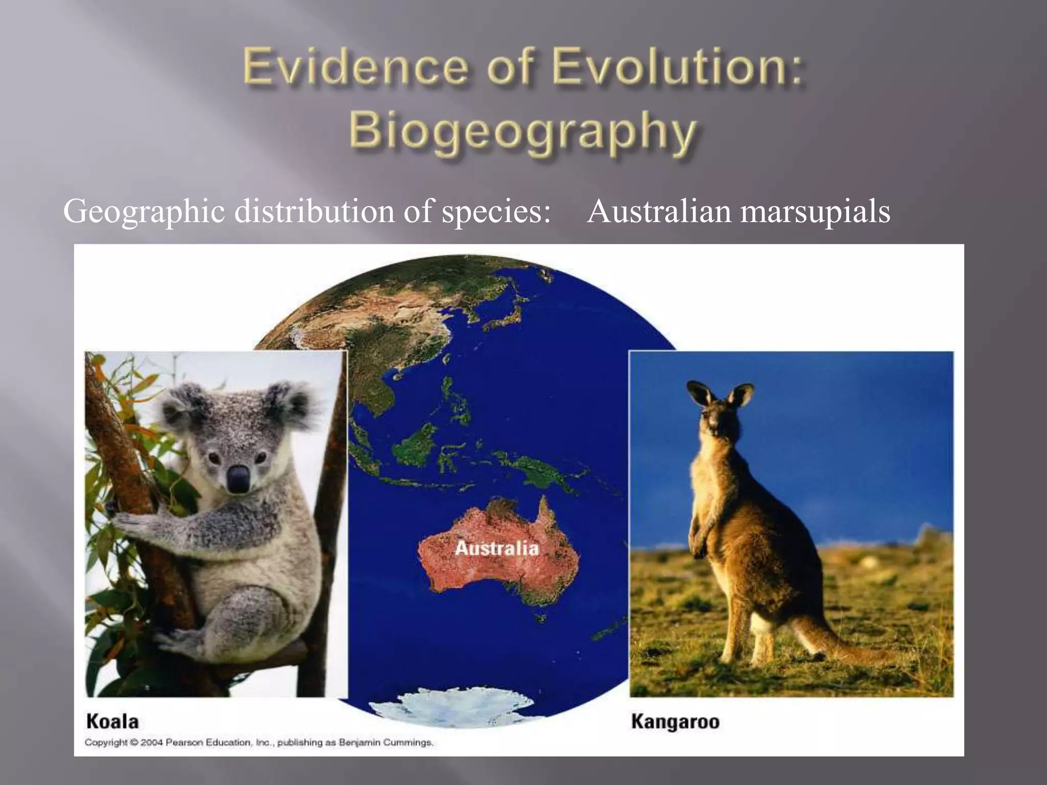 Geographic distribution of species: Australian marsupials
 