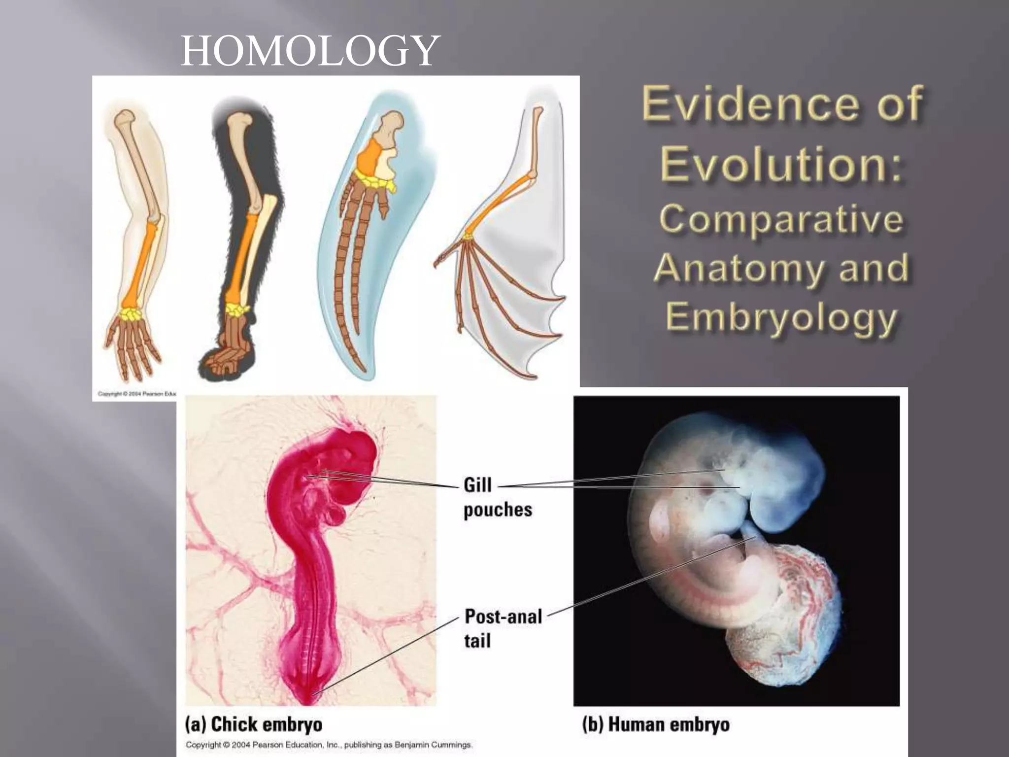 HOMOLOGY
 