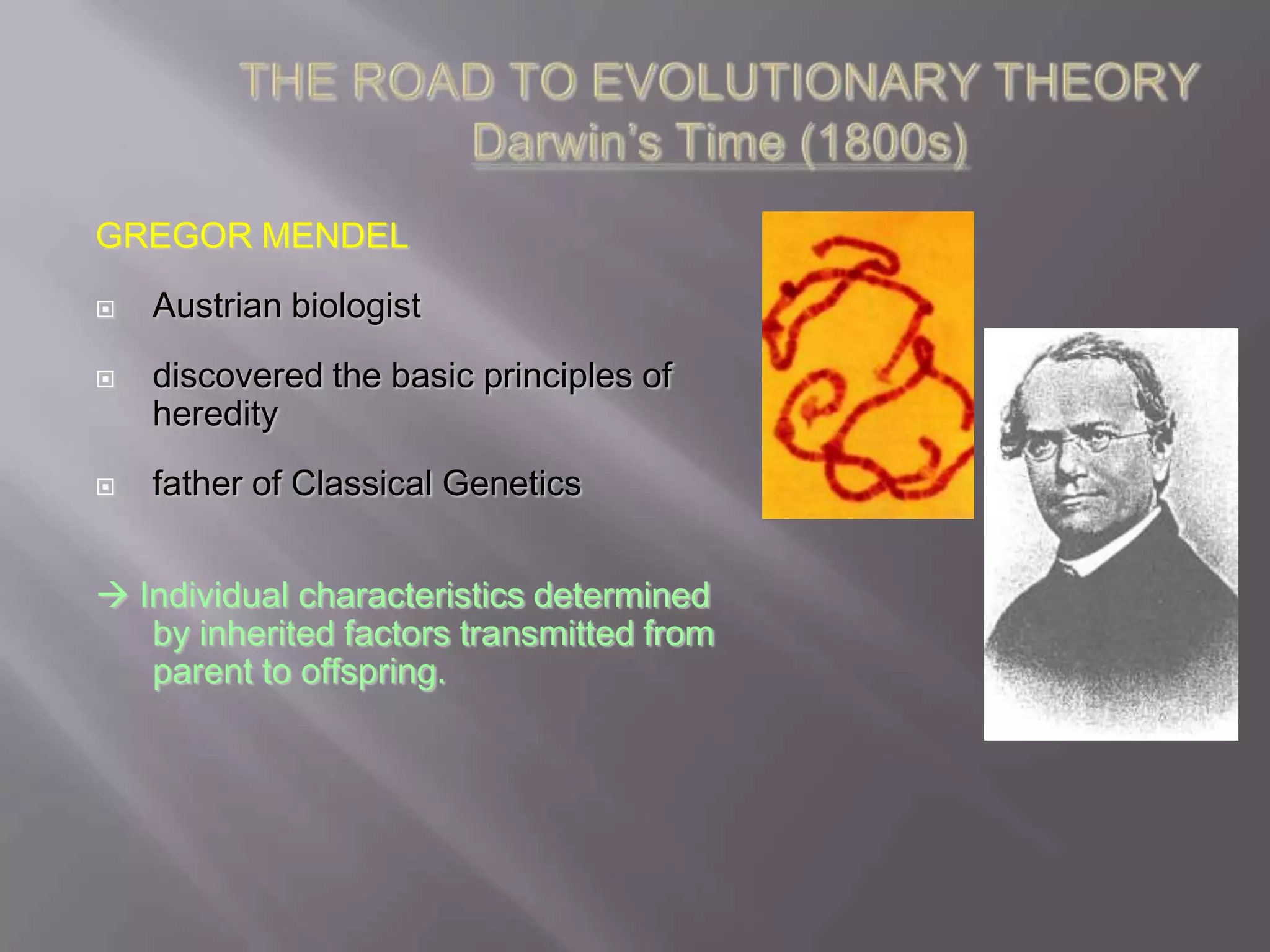 GREGOR MENDEL
   Austrian biologist
   discovered the basic principles of
    heredity
   father of Classical Genetics


 Individual characteristics determined
   by inherited factors transmitted from
   parent to offspring.
 