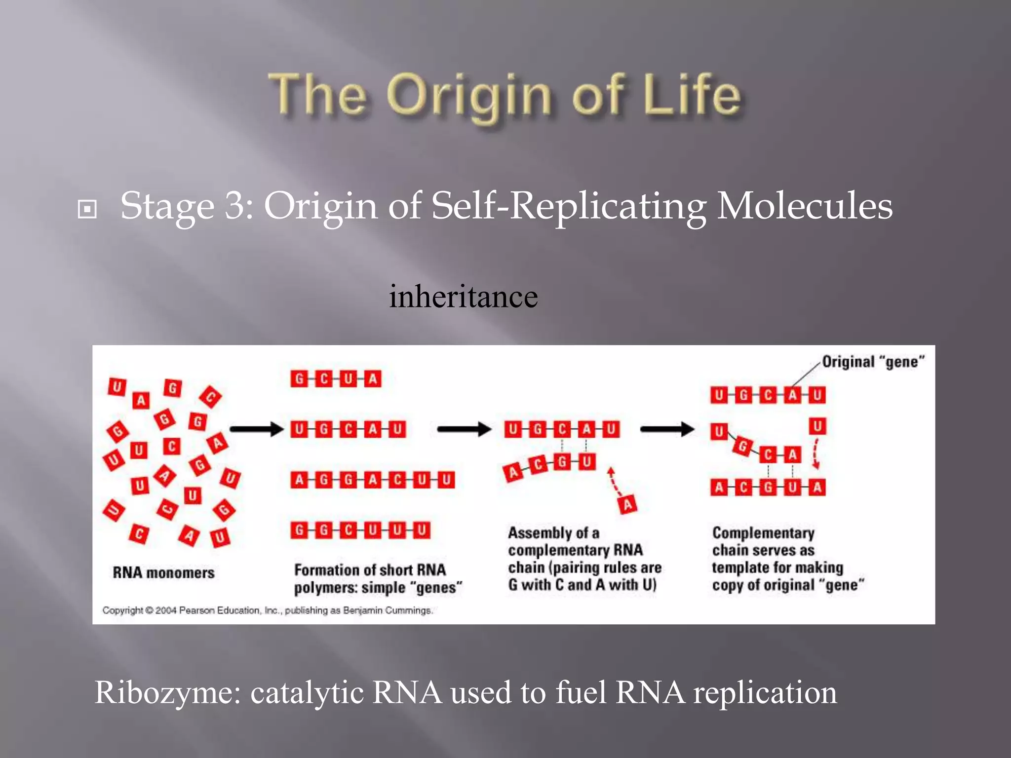    Stage 3: Origin of Self-Replicating Molecules

                    inheritance




Ribozyme: catalytic RNA used to fuel RNA replication
 