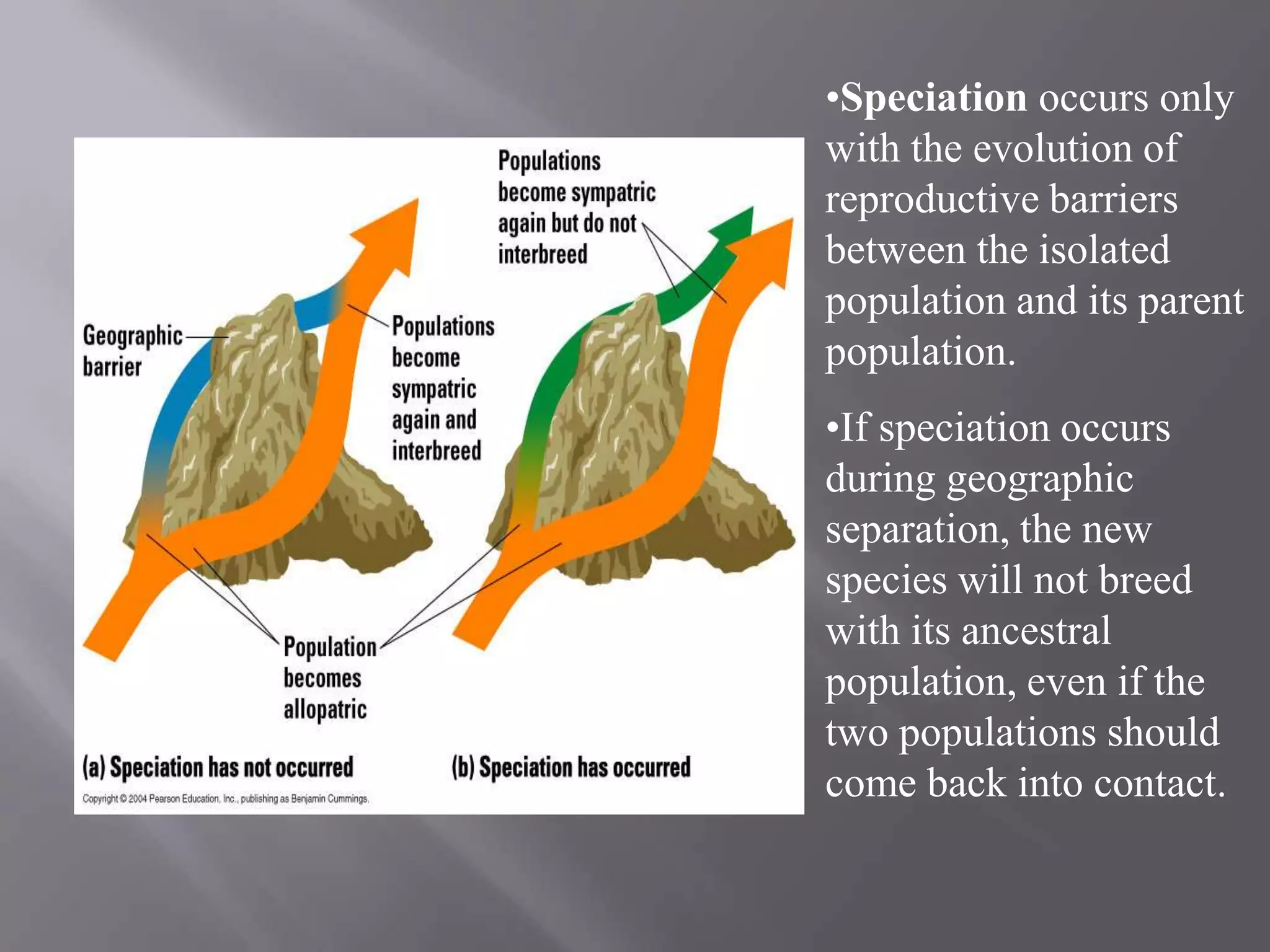 •Speciation occurs only
with the evolution of
reproductive barriers
between the isolated
population and its parent
population.
•If speciation occurs
during geographic
separation, the new
species will not breed
with its ancestral
population, even if the
two populations should
come back into contact.
 