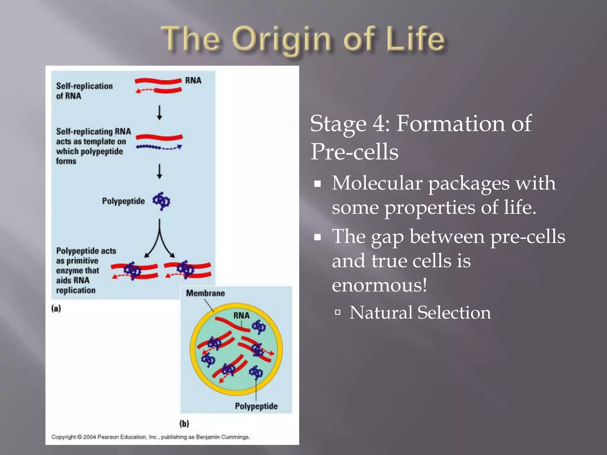    Stage 4: Formation of
    Pre-cells
       Molecular packages with
        some properties of life.
       The gap between pre-cells
        and true cells is
        enormous!
         Natural Selection
 