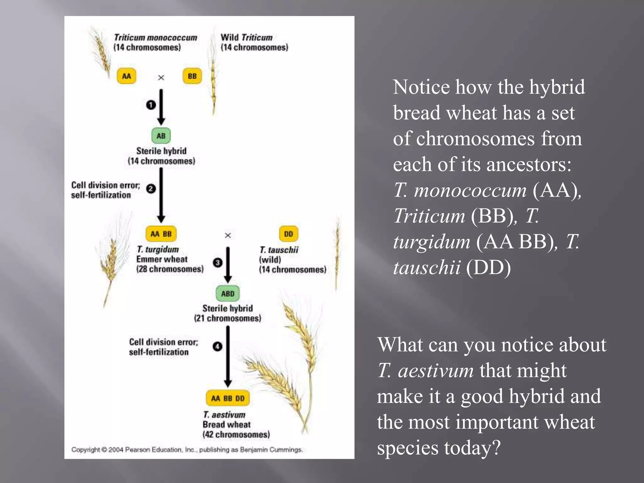 Notice how the hybrid
 bread wheat has a set
 of chromosomes from
 each of its ancestors:
 T. monococcum (AA),
 Triticum (BB), T.
 turgidum (AA BB), T.
 tauschii (DD)


What can you notice about
T. aestivum that might
make it a good hybrid and
the most important wheat
species today?
 