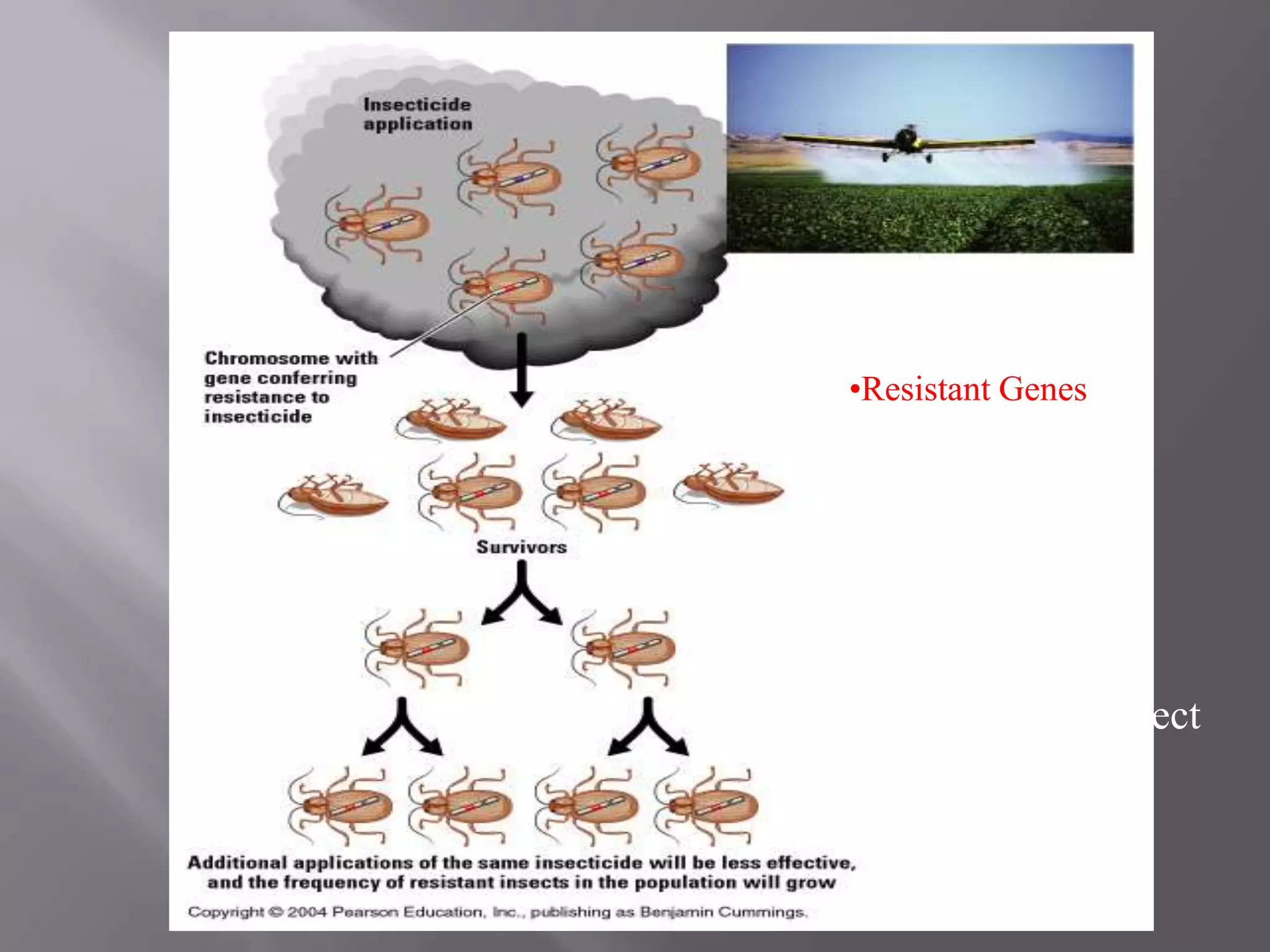 •Resistant Genes

    •Immediate
    Benefits
    •Long term
    Disaster
    •Evolution direct
    connection to
    daily lives
 