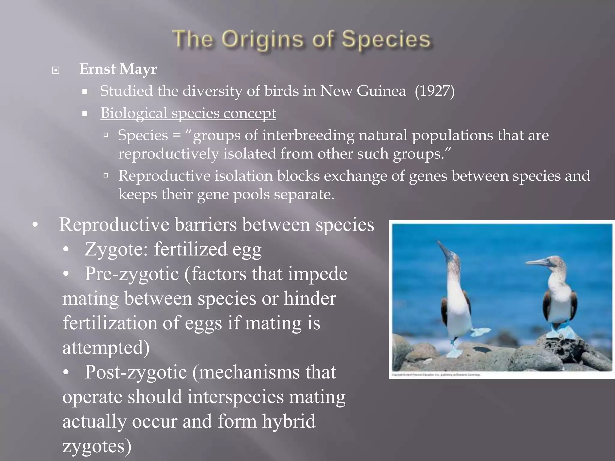   Ernst Mayr
       Studied the diversity of birds in New Guinea (1927)
       Biological species concept
          Species = “groups of interbreeding natural populations that are
            reproductively isolated from other such groups.”
          Reproductive isolation blocks exchange of genes between species and
            keeps their gene pools separate.

• Reproductive barriers between species
  • Zygote: fertilized egg
  • Pre-zygotic (factors that impede
  mating between species or hinder
  fertilization of eggs if mating is
  attempted)
  • Post-zygotic (mechanisms that
  operate should interspecies mating
  actually occur and form hybrid
  zygotes)
 