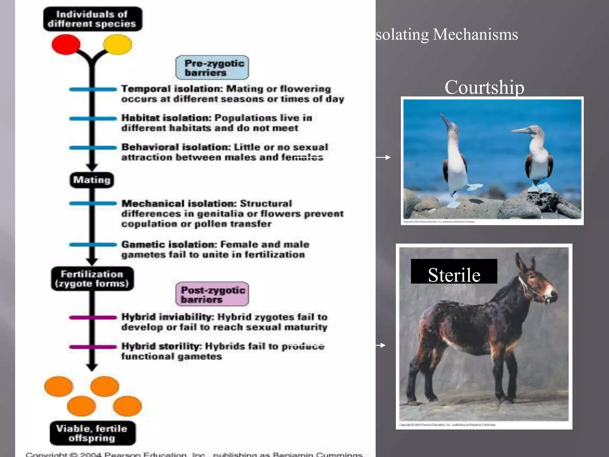 Isolating Mechanisms


          Courtship




       Sterile
 