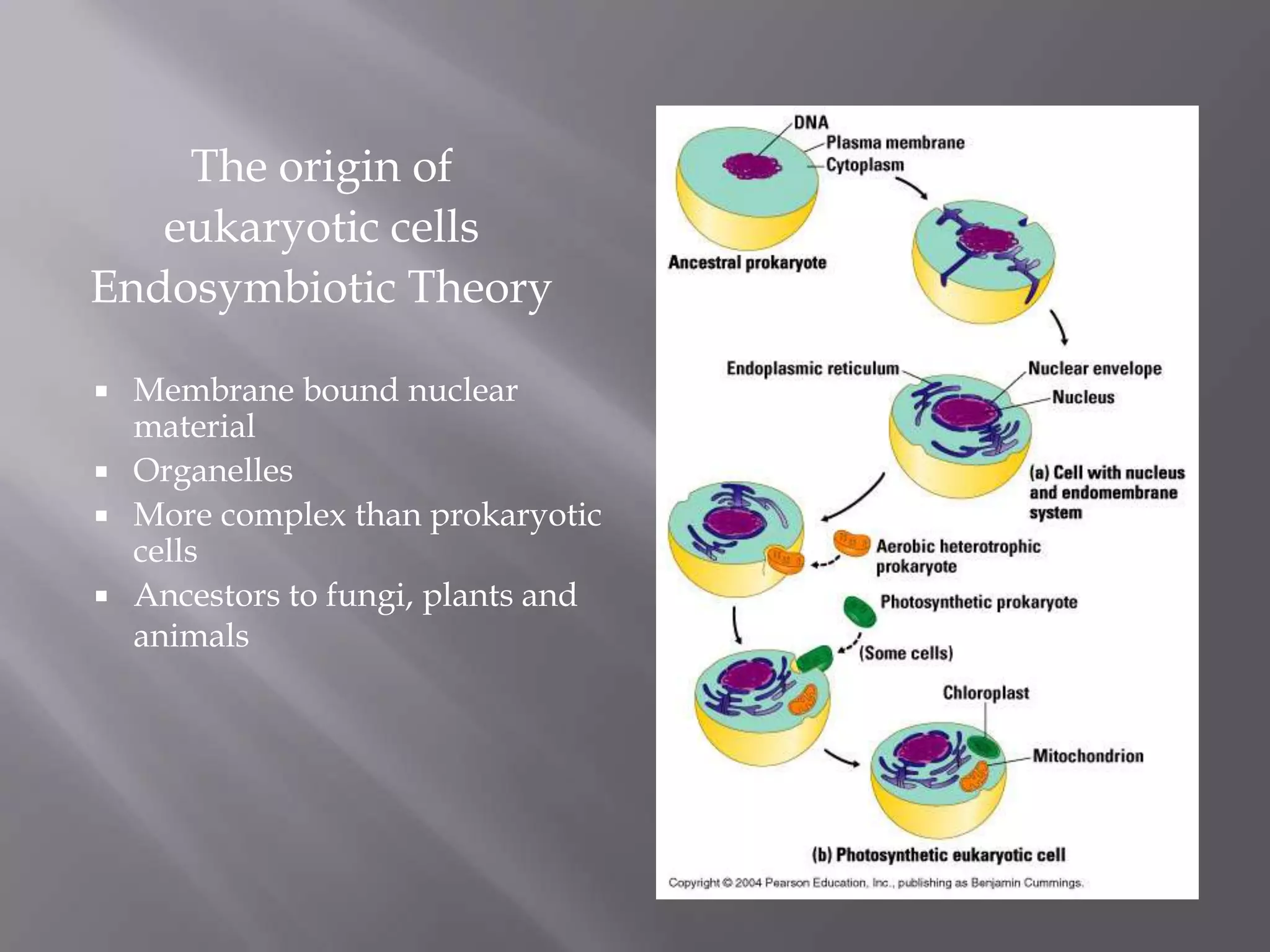The origin of
   eukaryotic cells
Endosymbiotic Theory

 Membrane bound nuclear
  material
 Organelles
 More complex than prokaryotic
  cells
 Ancestors to fungi, plants and
  animals
 