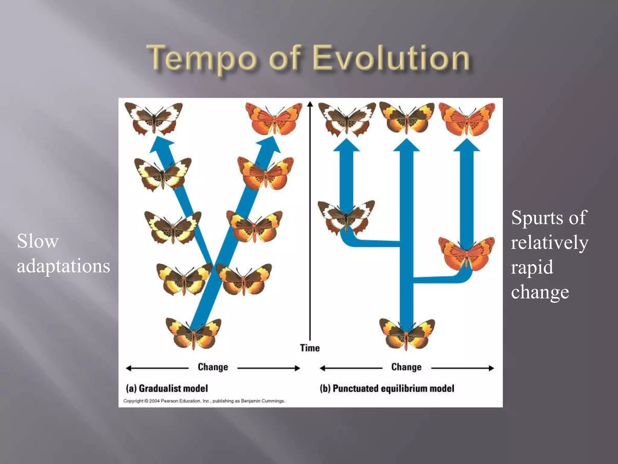 Spurts of
Slow          relatively
adaptations   rapid
              change
 