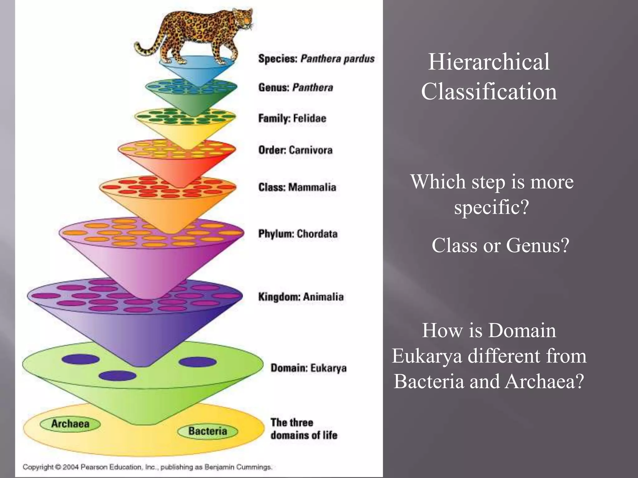 Hierarchical
   Classification


  Which step is more
      specific?
    Class or Genus?



   How is Domain
Eukarya different from
Bacteria and Archaea?
 