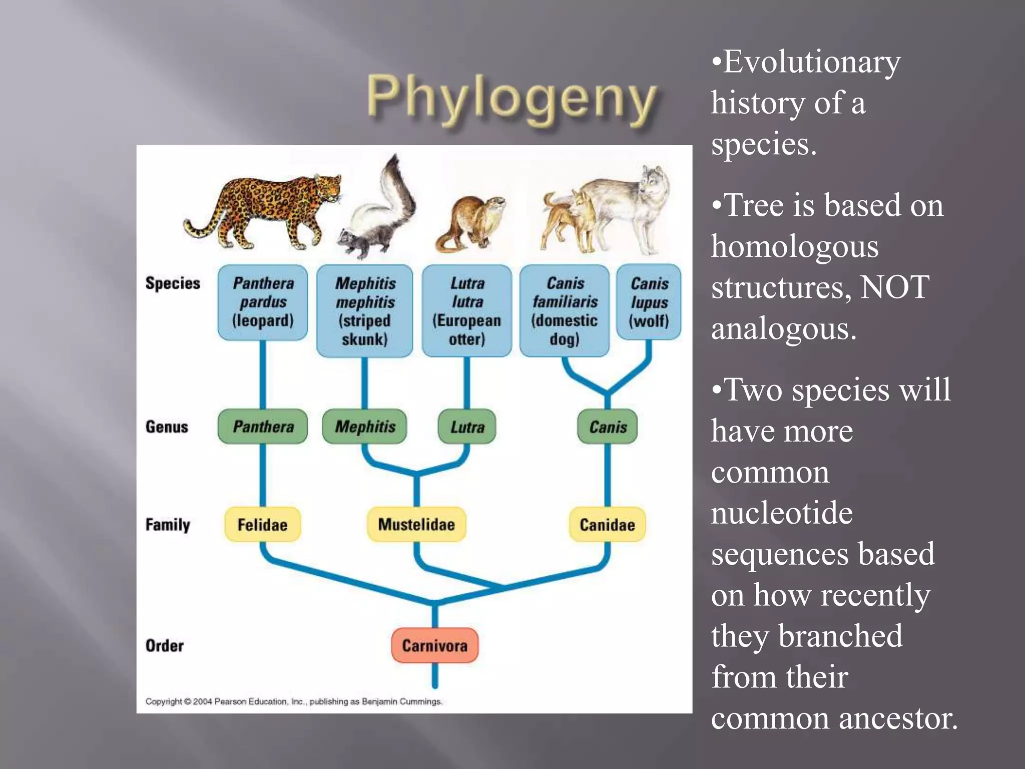 •Evolutionary
history of a
species.
•Tree is based on
homologous
structures, NOT
analogous.
•Two species will
have more
common
nucleotide
sequences based
on how recently
they branched
from their
common ancestor.
 
