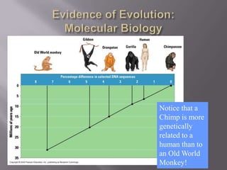 Bio 40s evolution | PPTX