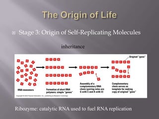    Stage 3: Origin of Self-Replicating Molecules

                    inheritance




Ribozyme: catalytic RNA used to fue...