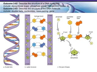 A Model of DNA Outcome 2-02  Describe the structure of a DNA nucleotide.  Include: deoxyribose sugar, phosphate group, nitrogenous bases. Outcome 2-03   Describe the structure of the DNA molecule.  Include: double helix, nucleotides, base-pairing, gene   