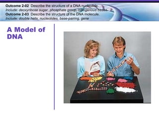 A Model of DNA Outcome 2-02  Describe the structure of a DNA nucleotide.  Include: deoxyribose sugar, phosphate group, nitrogenous bases. Outcome 2-03   Describe the structure of the DNA molecule.  Include: double helix, nucleotides, base-pairing, gene   