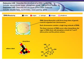 Outcome 2-02  Describe the structure of a DNA nucleotide.  Include: deoxyribose sugar, phosphate group, nitrogenous bases. Outcome 2-03   Describe the structure of the DNA molecule.  Include: double helix, nucleotides, base-pairing, gene   