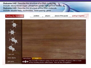 Outcome 2-02  Describe the structure of a DNA nucleotide.  Include: deoxyribose sugar, phosphate group, nitrogenous bases. Outcome 2-03   Describe the structure of the DNA molecule.  Include: double helix, nucleotides, base-pairing, gene   