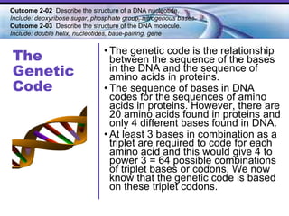 The  Genetic Code The genetic code is the relationship between the sequence of the bases in the DNA and the sequence of amino acids in proteins.  The sequence of bases in DNA codes for the sequences of amino acids in proteins. However, there are 20 amino acids found in proteins and only 4 different bases found in DNA.  At least 3 bases in combination as a triplet are required to code for each amino acid and this would give 4 to power 3 = 64 possible combinations of triplet bases or codons. We now know that the genetic code is based on these triplet codons. Outcome 2-02  Describe the structure of a DNA nucleotide.  Include: deoxyribose sugar, phosphate group, nitrogenous bases. Outcome 2-03   Describe the structure of the DNA molecule.  Include: double helix, nucleotides, base-pairing, gene   