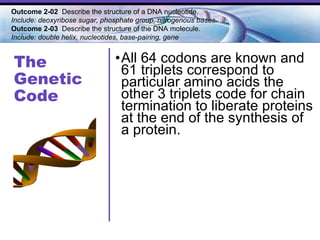 The  Genetic Code All 64 codons are known and 61 triplets correspond to particular amino acids the other 3 triplets code for chain termination to liberate proteins at the end of the synthesis of a protein.  Outcome 2-02  Describe the structure of a DNA nucleotide.  Include: deoxyribose sugar, phosphate group, nitrogenous bases. Outcome 2-03   Describe the structure of the DNA molecule.  Include: double helix, nucleotides, base-pairing, gene   