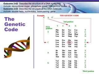 The  Genetic Code Outcome 2-02  Describe the structure of a DNA nucleotide.  Include: deoxyribose sugar, phosphate group, nitrogenous bases. Outcome 2-03   Describe the structure of the DNA molecule.  Include: double helix, nucleotides, base-pairing, gene   